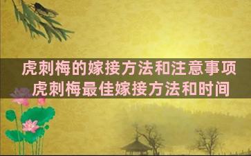 虎刺梅的嫁接方法和注意事项 虎刺梅最佳嫁接方法和时间